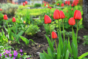 red tulips