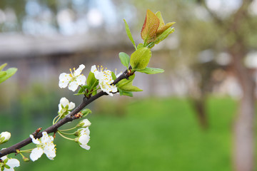 branches of blossoming tree