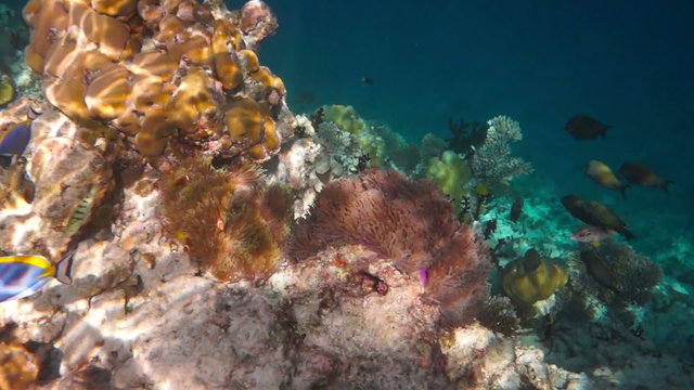 Topical saltwater fish , Anemonefish