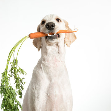 Dog With Carrot