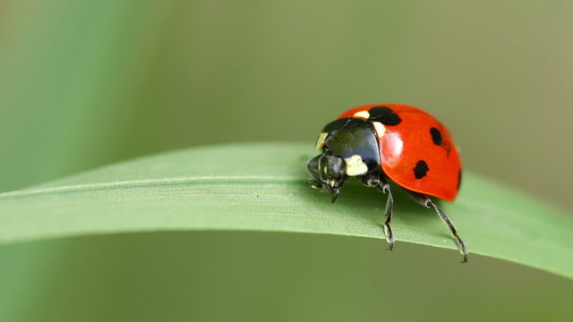 Ladybug cleaning itself on a blade of grass.