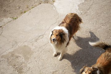 collie dog