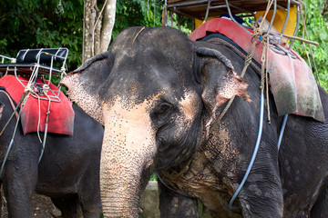 Elephant Trekking, Phuket, Thailand.