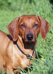 Portrait of red dachshund on green grass background