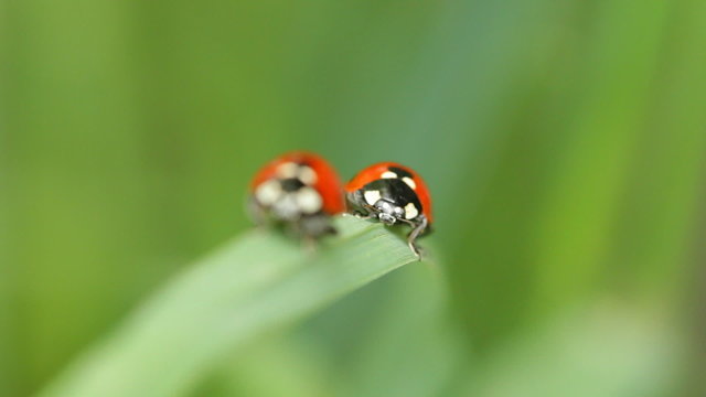 Ladybugs on a blade of grass. Rack focus.