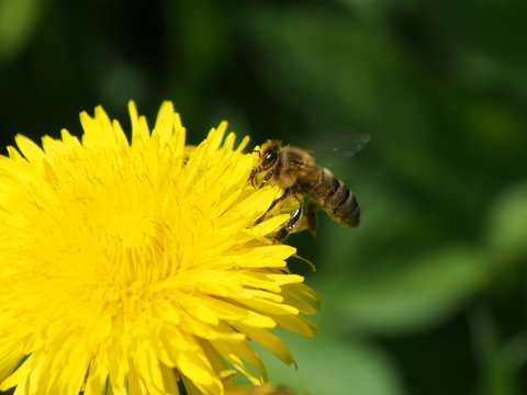 bee on dandelion flower