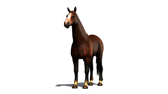brown horse  isolated on white background