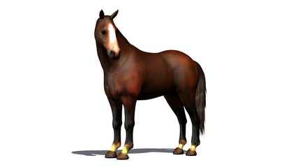 brown horse  isolated on white background