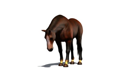 brown horse grazes isolated on white background