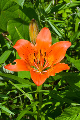 Lily (Lilium pensylvanicum) 17