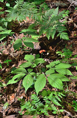 Ginseng (Panax ginseng) 15