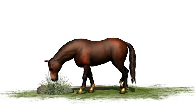 brown horse grazes isolated on white background
