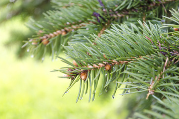 Spruce tree branch and waterdrops