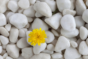 Naklejka na ściany i meble Flower and stones