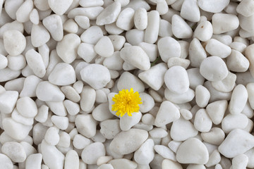 Fototapeta na wymiar Flower and stones