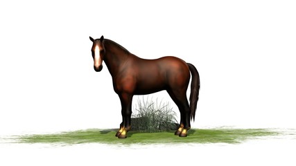 Naklejka premium brown horse isolated on white background