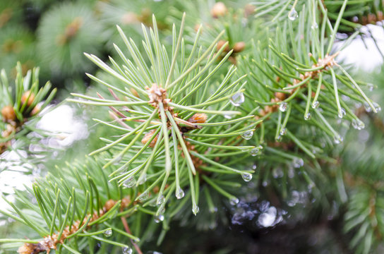 Spruce tree branch and waterdrops