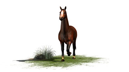 brown horse trots isolated on white background