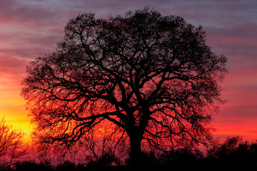 Huge tree over sunset
