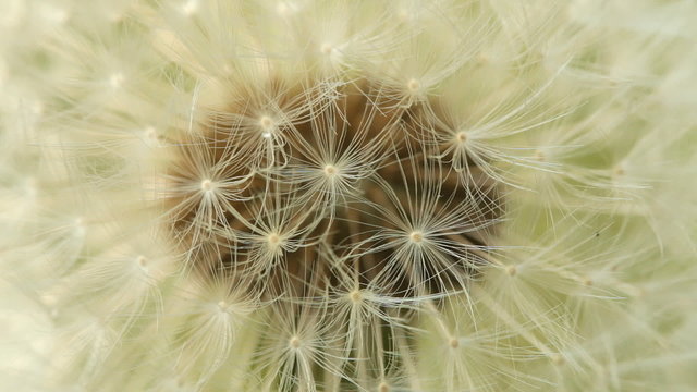 Close up view of a dandelion seeds.