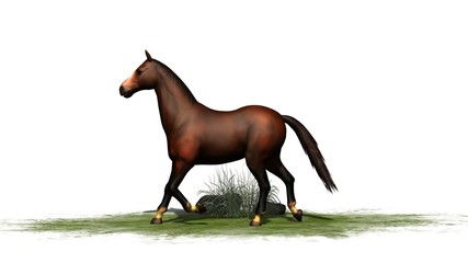 Fototapeta na wymiar brown horse trots isolated on white background