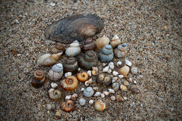 shells on the sand