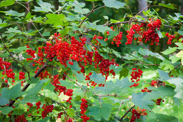Red currant berries ripening on bush