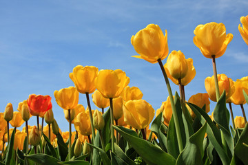 Beautiful yellow tulips reaching for the sky