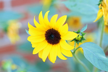 Obraz premium Single Black-eyed Susan flower in bloom