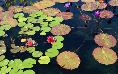 Beautiful lily in a koi pond