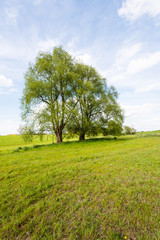 Two trees with budding new leaves