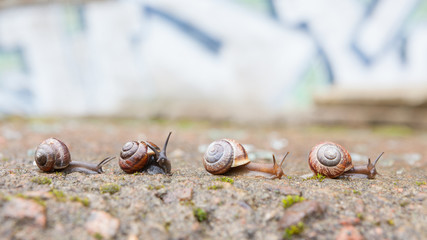 Group of small snails going forward © Juhku