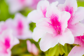 白とﾋﾟﾝｸのツツジ