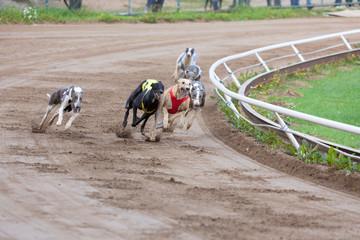 Greyhound dogs racing
