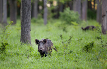 Wid boar in forest