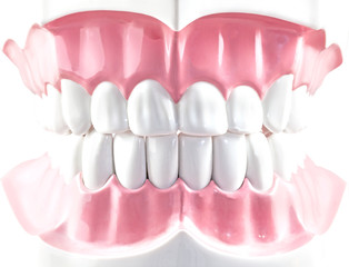 Teeth dental model.