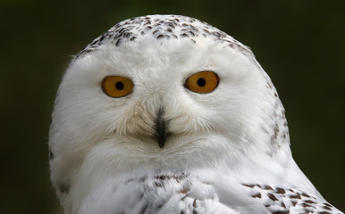 Close-up view of a Snowy Owl (Bubo scandiacus)