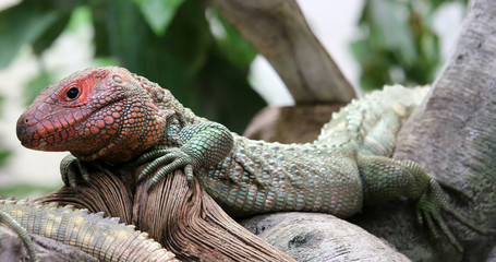 Close-up view of a Northern Caiman Lizard (Dracaena guianensis)