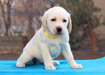 labrador puppy on a blue background