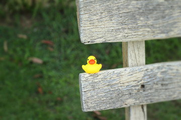 Lovely of yellow rubber duck
