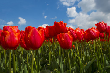 Sunny red tulips in a sunny field in spring