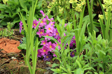 Fototapeta premium Primula cultivar, spring flower in the country wild garden