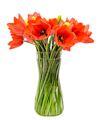 Red tulips flowers in a transparent vase, gradient background