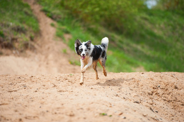 Hund am Strand