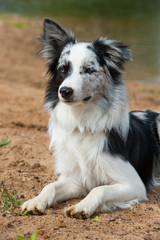 Border Collie am Strand