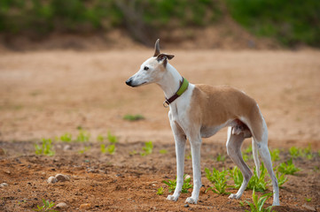 Whippet