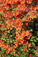 Japanese azaleas in yellow, orange garden hedge fragrant dream