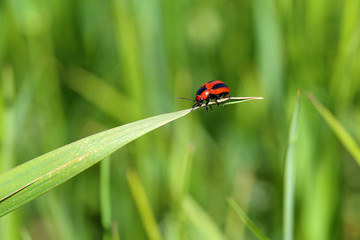 Fototapeta premium Entomoscelis adonidis in spring day