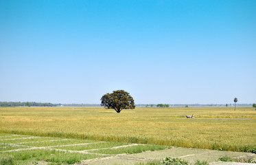Fototapeta premium wheat field landscape
