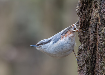 Nuthatch